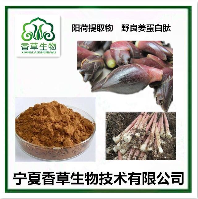 陽(yáng)荷根提取物5:1 陽(yáng)荷姜蛋白肽 野良姜膳食纖維粉 陽(yáng)荷芽汁粉 野陽(yáng)荷全粉