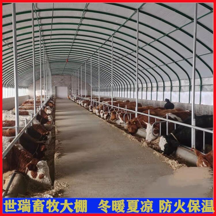 新式牛舍大棚搭建 鋼架大棚式牛舍安裝 肉牛養(yǎng)殖大棚施工方法