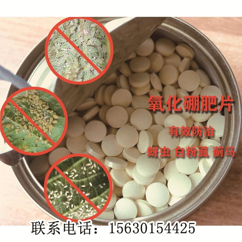 2000片/瓶防治大蔥薊馬一棵用一片效果好