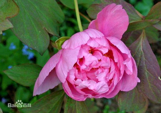 芍藥蘆筍種植基地