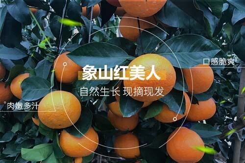 怎樣種象山紅美人,紅美人柑橘栽培技術