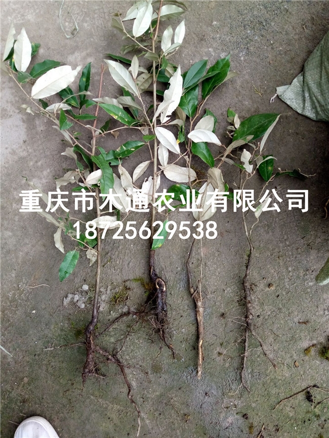 胡禿子種苗價(jià)格行情