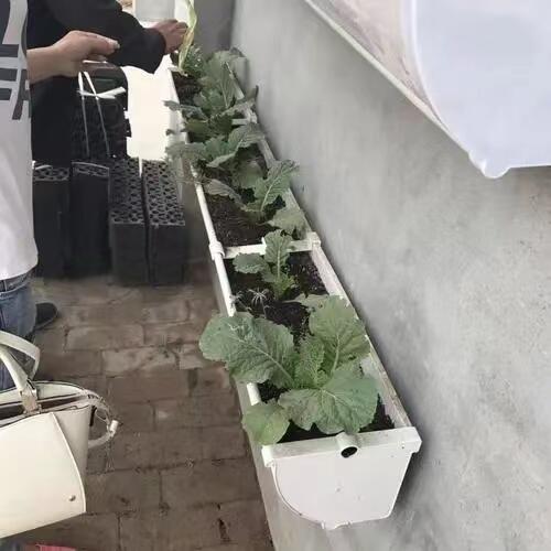 草莓種植槽 掛槽