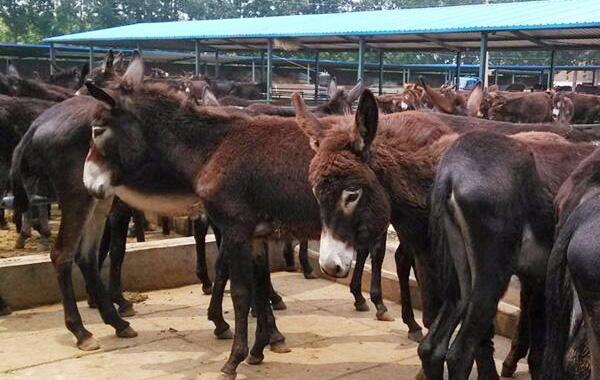 廣東肉驢能出多少肉歡迎來(lái)電