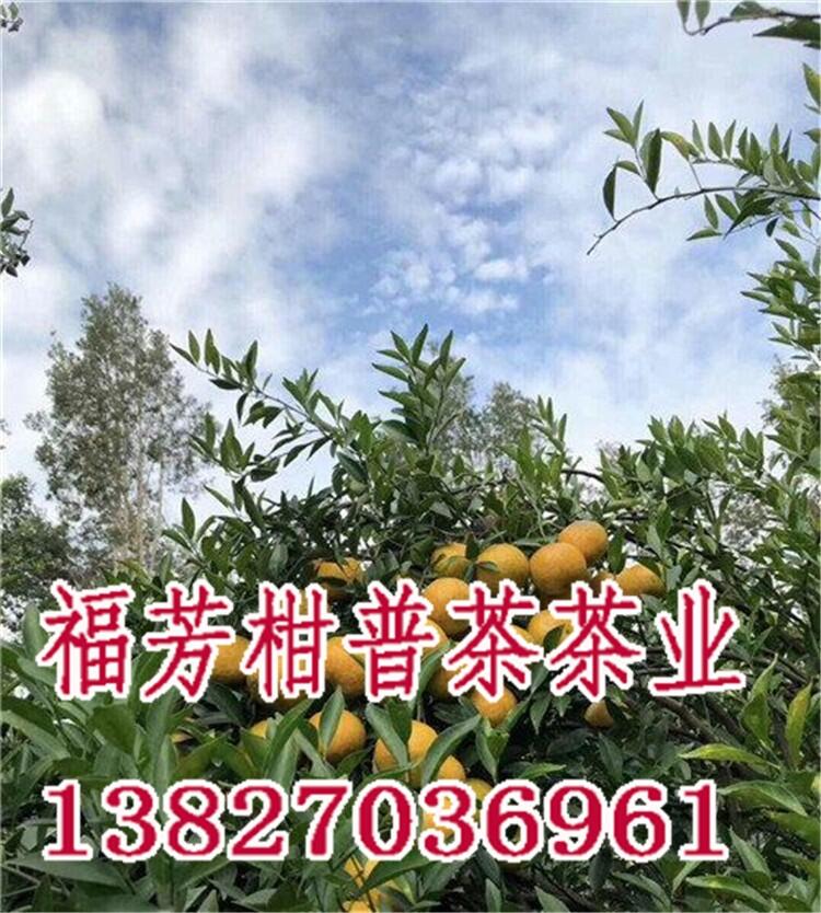 新會柑普茶十大牌子_新會柑普茶哪里的好_御廣陳廠家加工批發(fā)零售