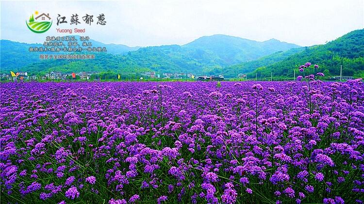 陜西省商洛市花海圖片設(shè)計(jì)公司-專業(yè)花海