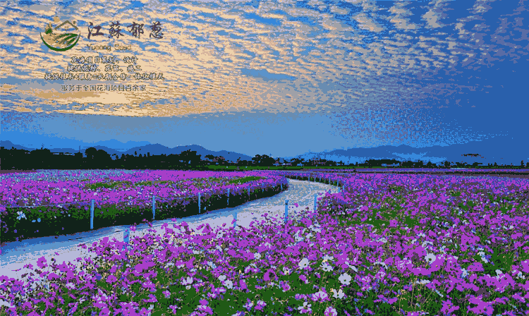 石嘴山市花海圖片案例-專業(yè)花海