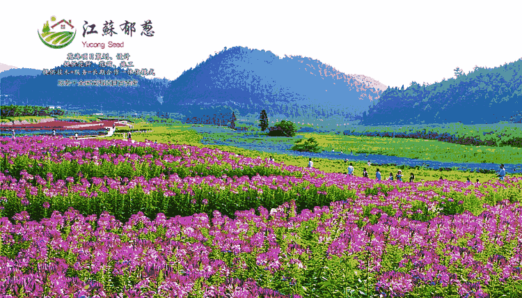 江西省上饒市花海公園規(guī)劃指導(dǎo)施工-專業(yè)花海