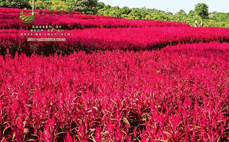 菏澤市花海案例-免費(fèi)設(shè)計(jì)