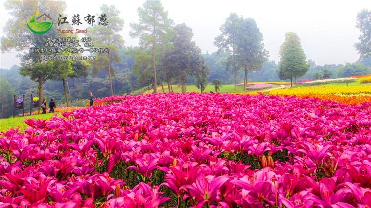 湖北省襄樊市花海旅游規(guī)劃指導(dǎo)施工-專業(yè)花海