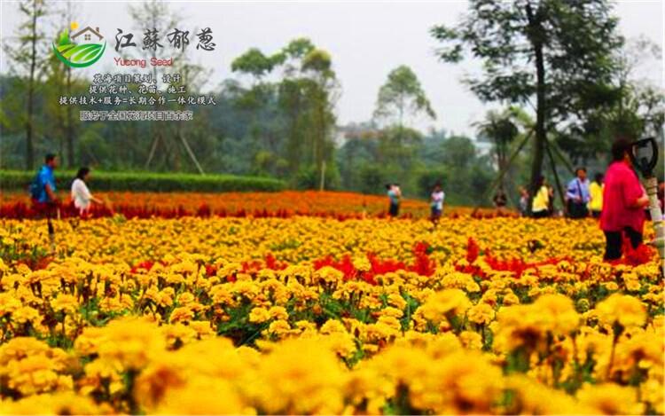 甘肅省酒泉市花海景觀策劃效果-專業(yè)花海