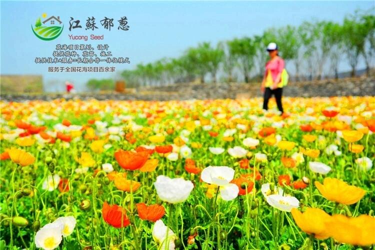 安徽省亳州市花海項(xiàng)目策劃效果專業(yè)花海