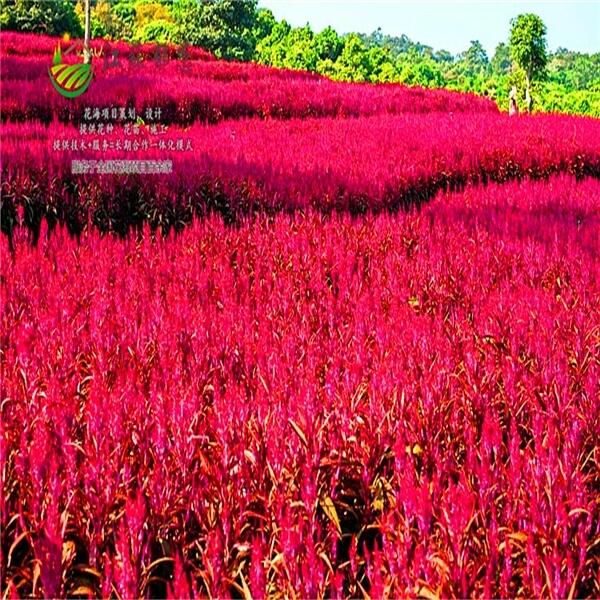 湖南省岳陽(yáng)市花海策劃效果