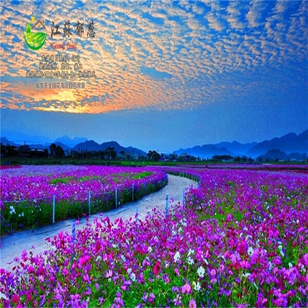 桂林花海規(guī)劃指導(dǎo)施工