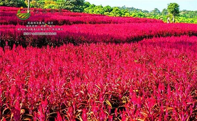 廣東清遠市花海工程設計一體化施工