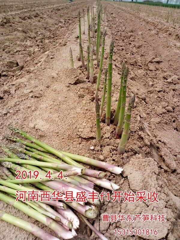 曹縣蘆筍苗種植批發(fā)基地