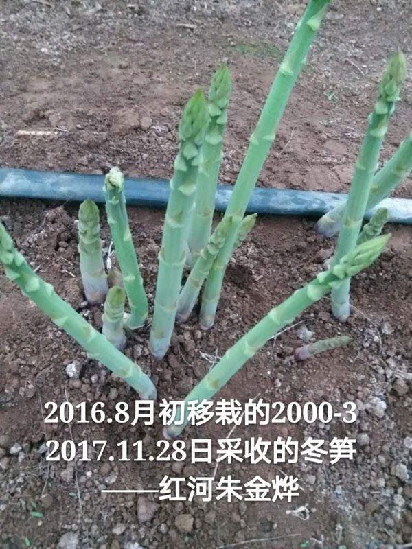 山東蘆筍種植技術(shù)哪家好