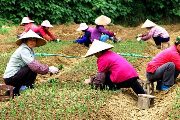 貴港供應(yīng)沃柑新系091幼苗｜貴港哪家基地批發(fā)沃柑新系091幼苗啊