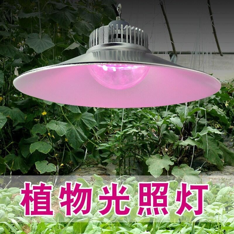 led植物補光燈推薦 室外Led植物補光燈 西安植物led補光燈