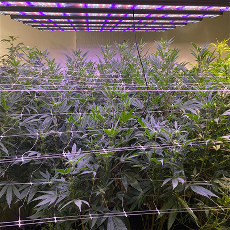 龍巖植物照明公司	龍巖LED植物照明燈	龍巖八爪魚植物燈