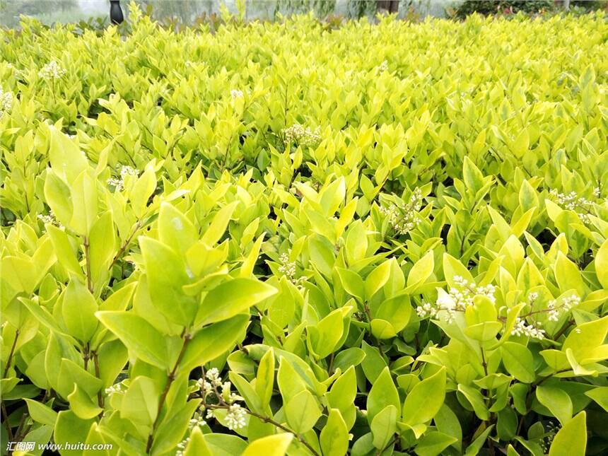 小區(qū)常用道路綠化苗木，公園常用道路綠化苗木@茗茜苗木基地供應(yīng)