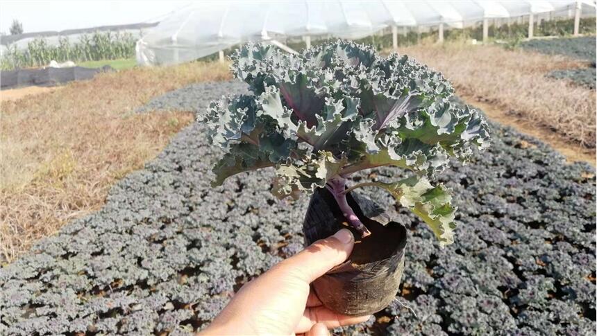 冬季草花品種，冬季耐寒草花種類，茗茜冬季草花基地