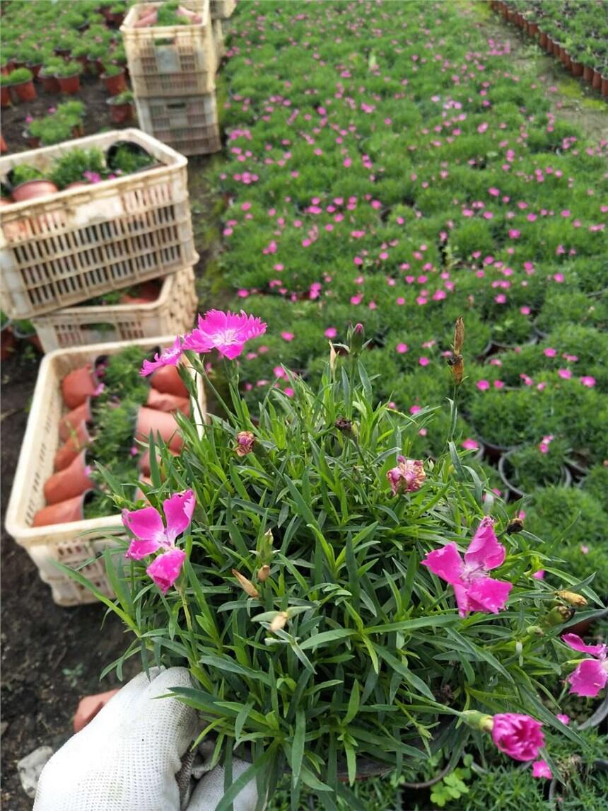 過年期間開的花有哪些，春節(jié)花卉，過年花卉批發(fā)