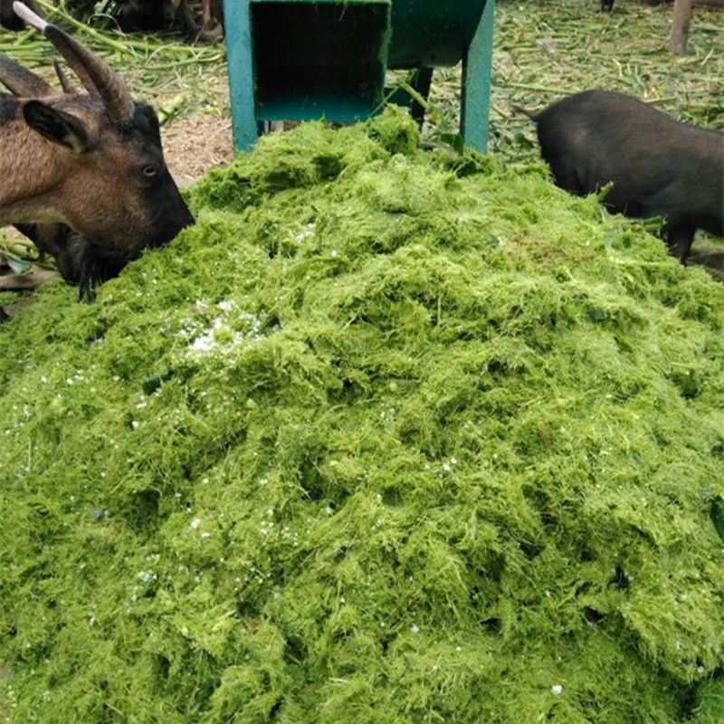 打漿機(jī)大型農(nóng)用立式鵝飼料青草養(yǎng)殖戶