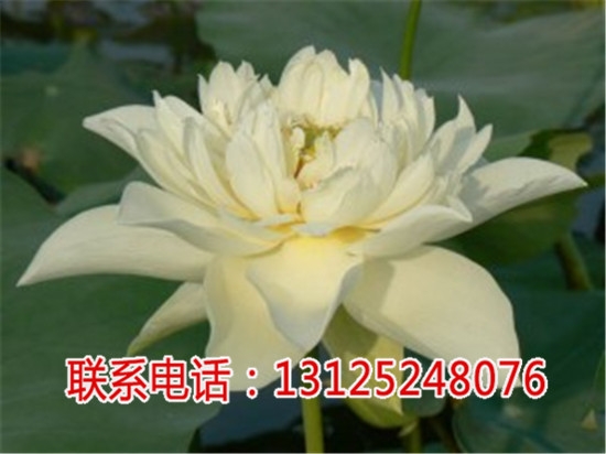 蓮子種種子_贛蓮價(jià)格_廣昌千戶特產(chǎn)