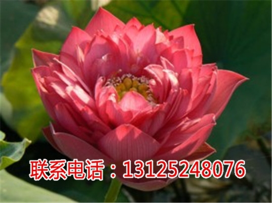 蓮子種苗廠家_蓮花苗批發(fā)_廣昌千戶特產(chǎn)