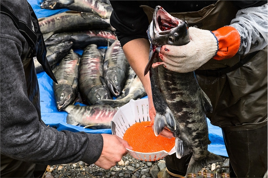 黑龍江大馬哈魚批發(fā)，大馬哈魚撫遠(yuǎn)批發(fā)多少錢，東北烏蘇里江大馬哈魚