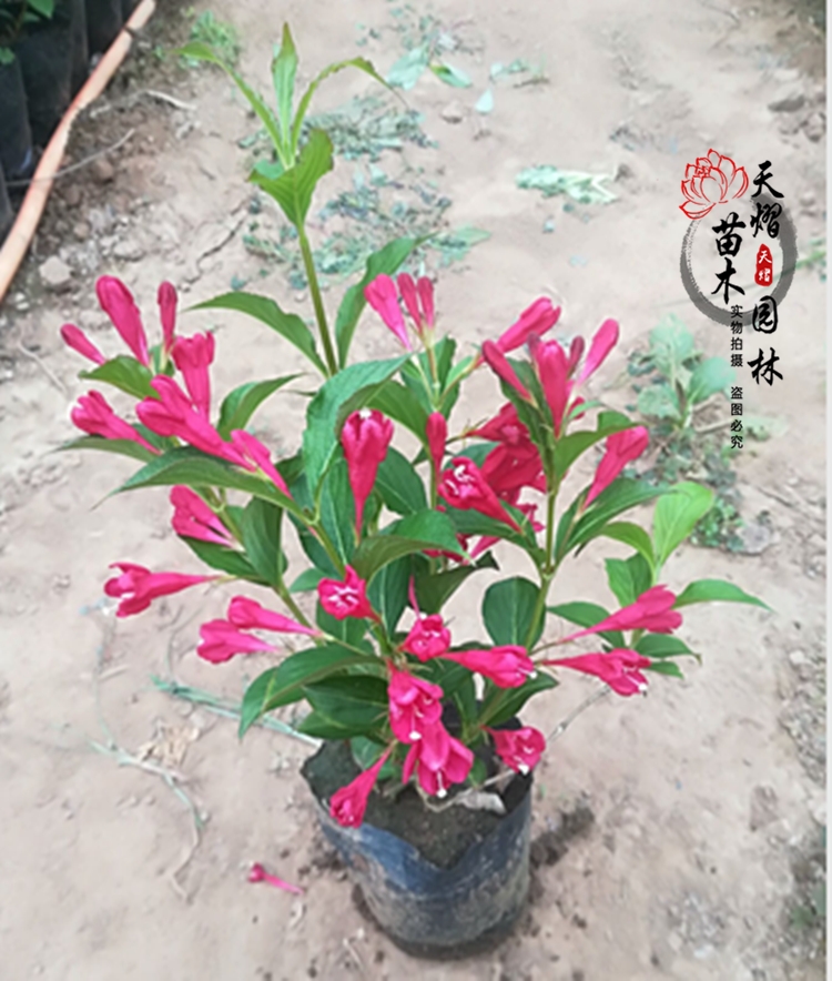 大量供應(yīng)王子錦帶苗綠化苗木庭院花卉綠化苗木