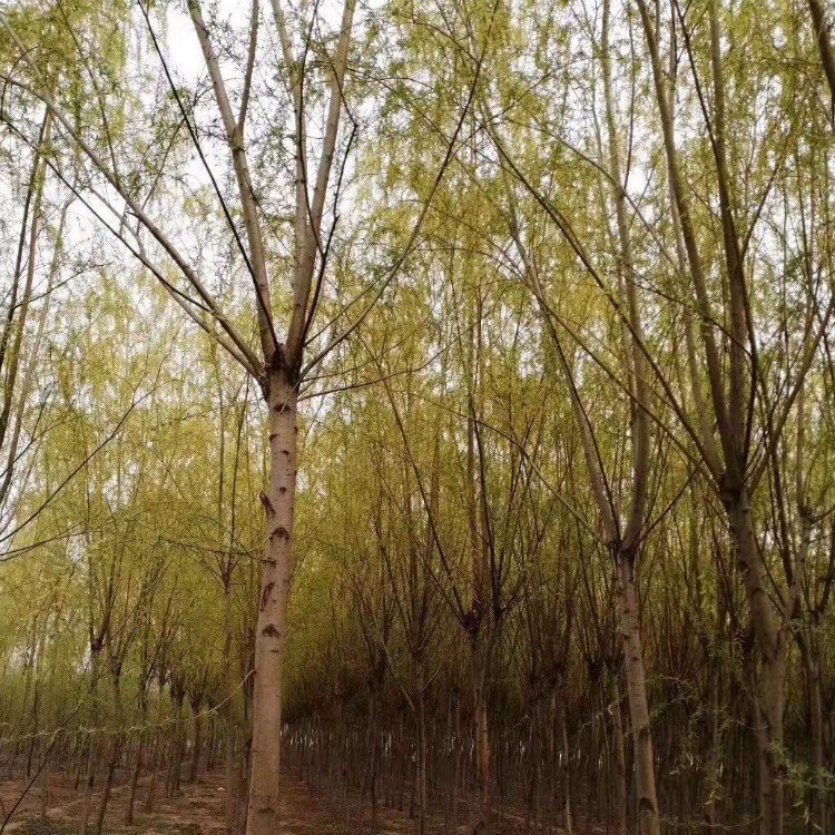 批發(fā)垂柳苗 基地垂柳樹苗 垂柳綠化苗木