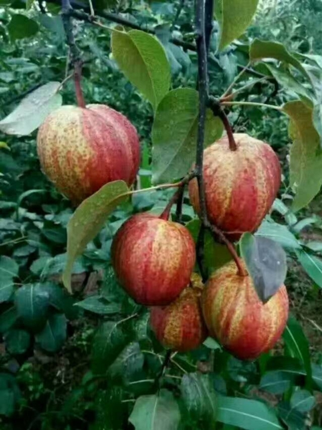 山東凌霄花價格低