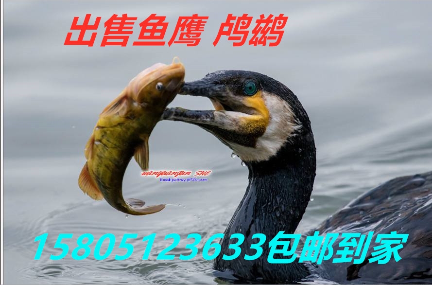 池州哪里出售賣魚鷹價格便宜？ 哪里有出售賣魚鷹 鸕鶿價格便宜