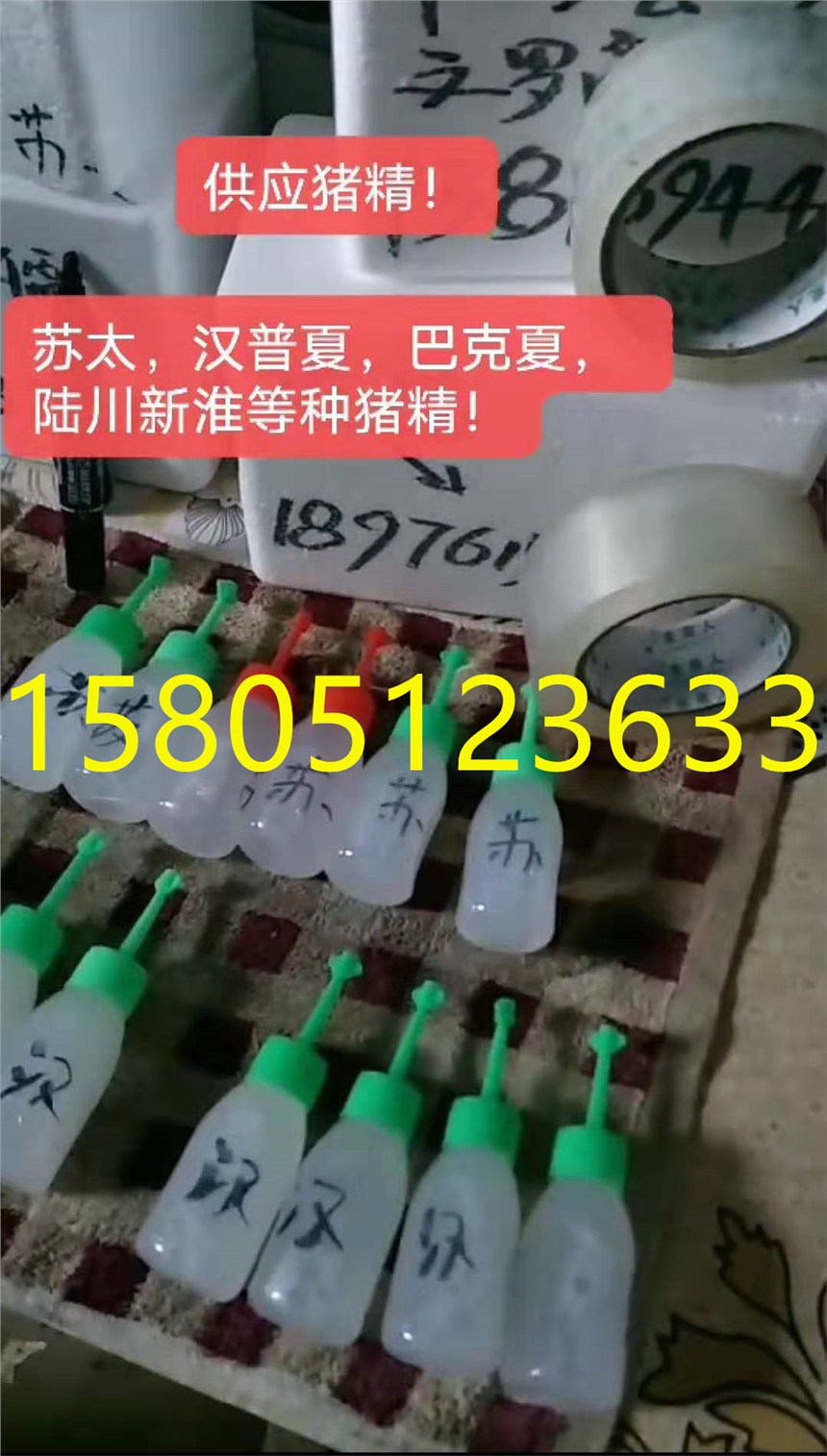 豬精液怎么賣 哪里賣豬精液便宜？