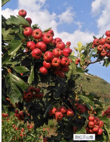 甜紅子山楂上市了，山東甜紅子山楂供應(yīng)商