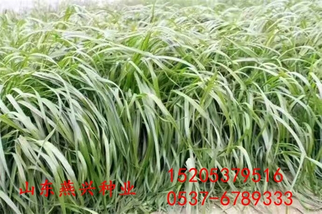 承德養(yǎng)驢種植什么牧草種子價(jià)格