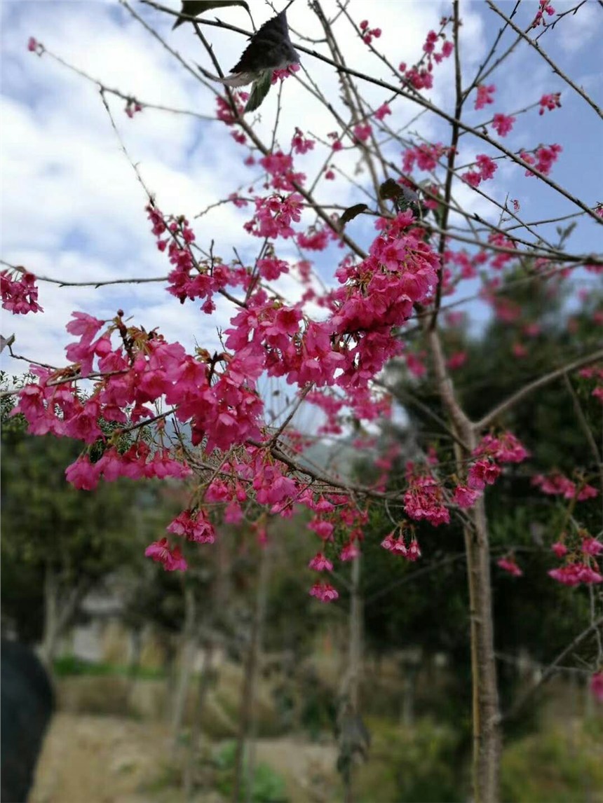 漳州園藝基地常年出售福建山櫻花現(xiàn)挖現(xiàn)賣