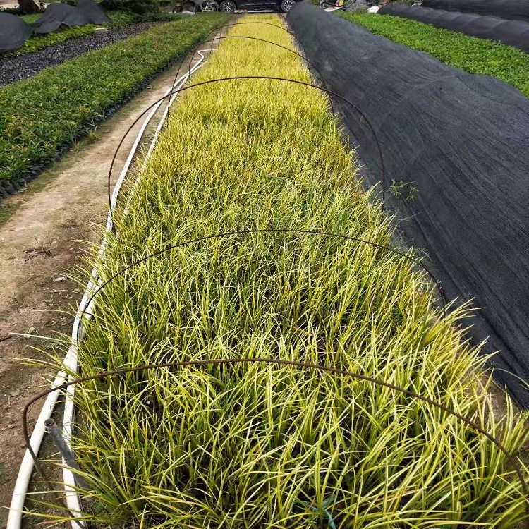 漳州花圃直銷全株具香氣是花園廣場(chǎng)宏兒金葉石菖蒲物美價(jià)廉