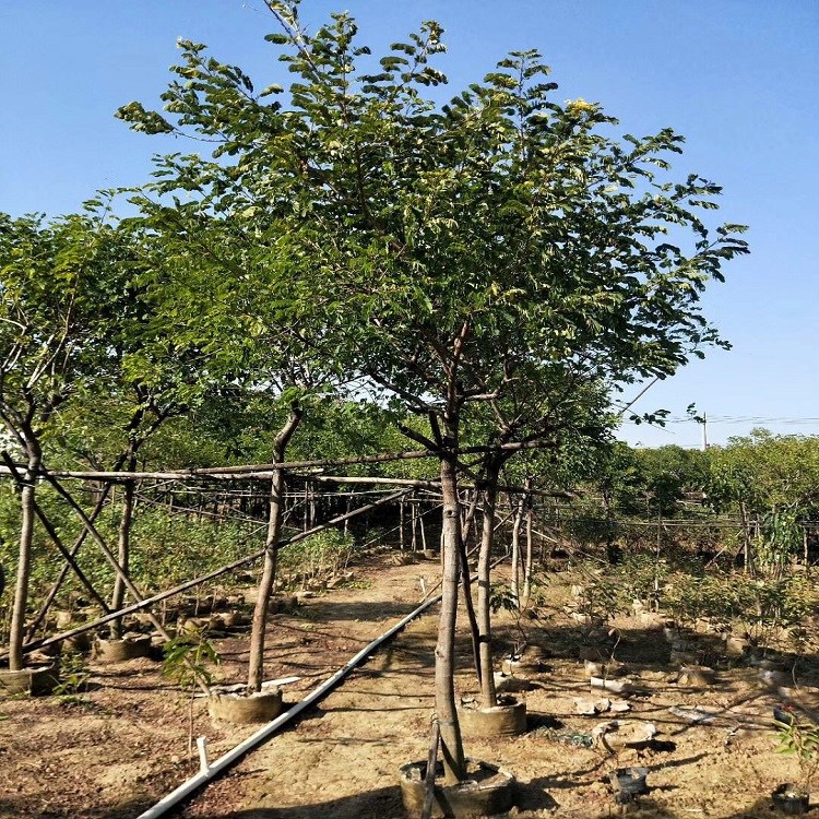 枝葉茂密綠蔭如蓋適作庭蔭樹黃花槐基地直銷物美價廉