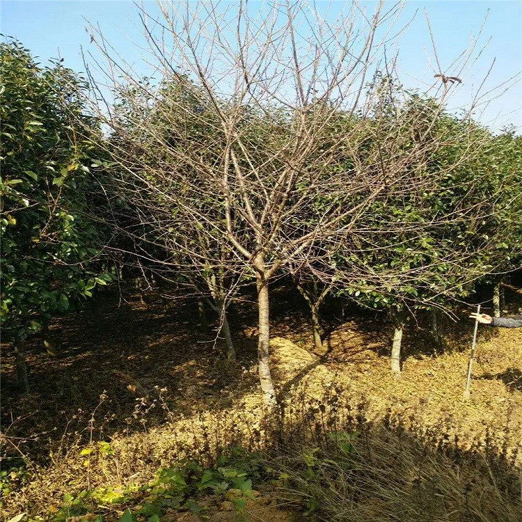 福建大量批發(fā)園林綠化中很好的觀花樹種福建山櫻花