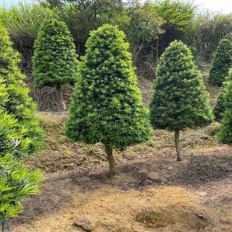 苗木基地直發(fā)塔型羅漢松神韻清雅挺拔質(zhì)優(yōu)規(guī)格齊全