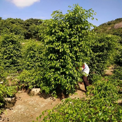 基地直銷垂葉榕常綠喬木抗大氣污染多種規(guī)格量大從優(yōu)