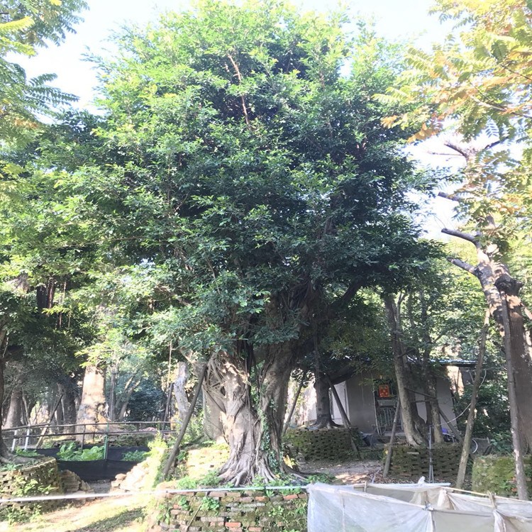 批發(fā)工程綠化園林植物小葉榕規(guī)格齊全