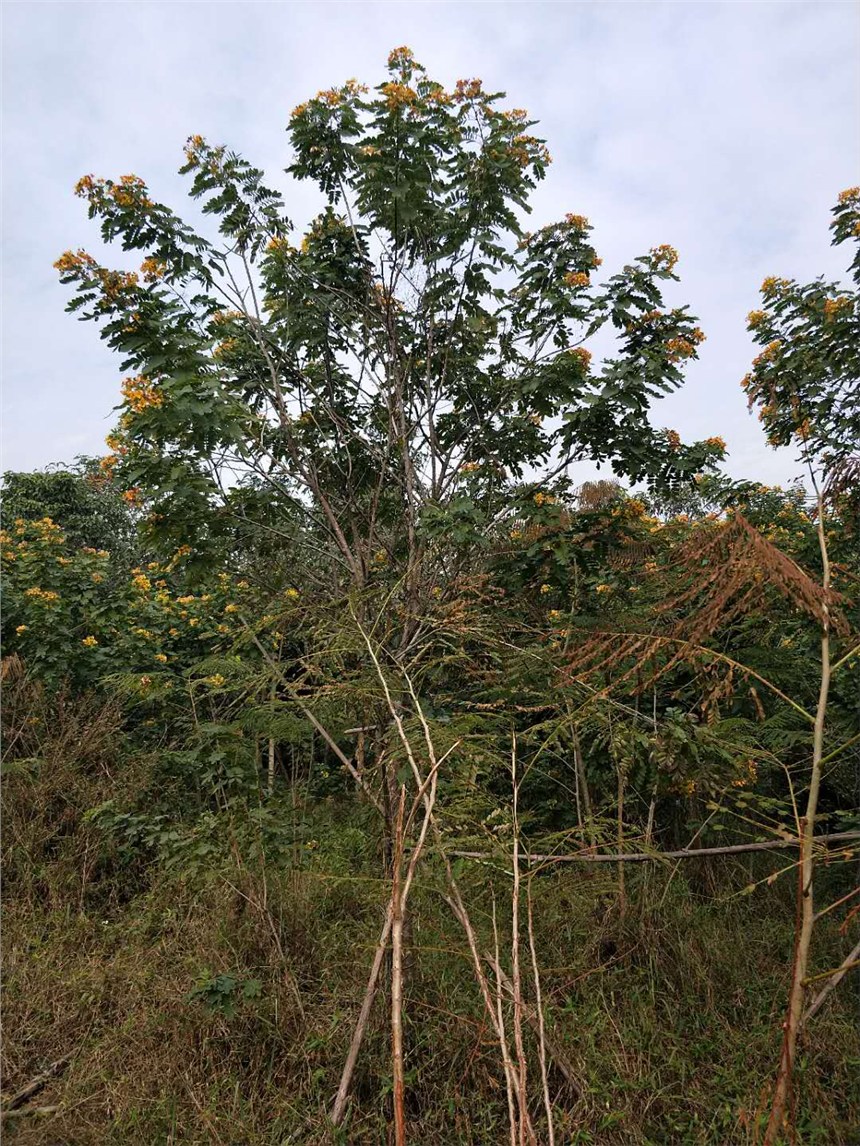 產(chǎn)地直銷價(jià)格實(shí)在綠化觀景樹黃花槐