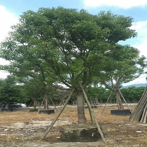 福建苗木基地供應(yīng)優(yōu)質(zhì)香樟是優(yōu)良的綠化樹行道樹及庭蔭樹