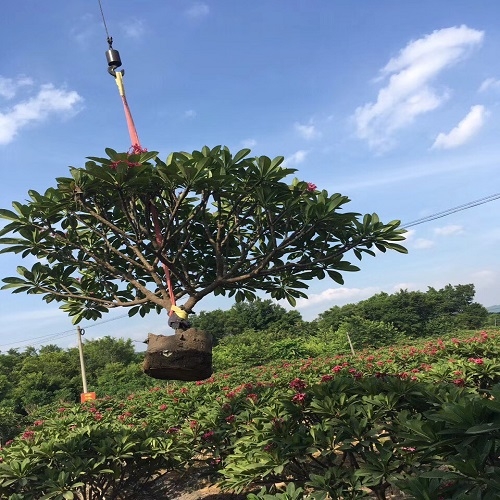 花木場自產(chǎn)自銷優(yōu)質(zhì)雞蛋花落葉小喬木陽性樹種