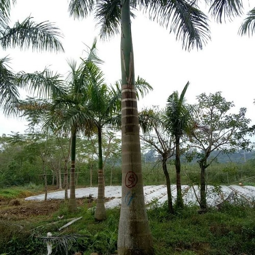 苗木場地長期供應(yīng)優(yōu)質(zhì)大王椰子適合花壇栽植或叢植