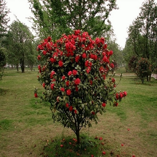 室外綠植茶花，價(jià)格實(shí)惠，品種優(yōu)質(zhì)